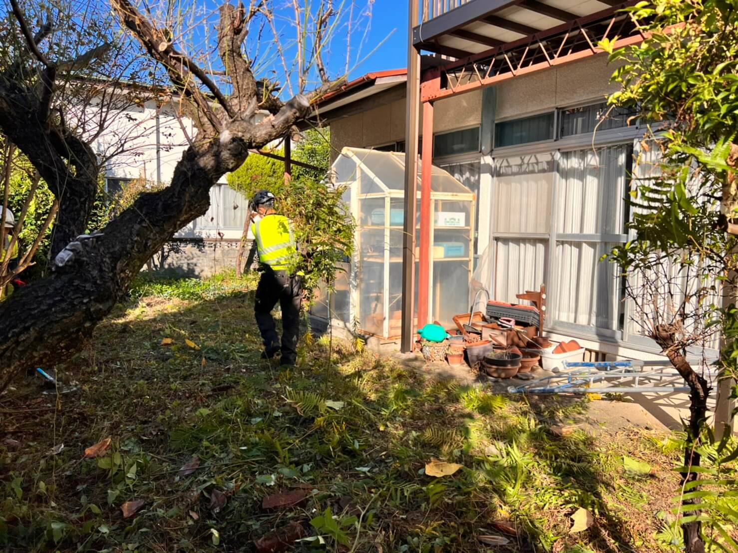 スタッフ中山がテキパキと搬出をしている間に剪定作業も同時進行で進めていきます。